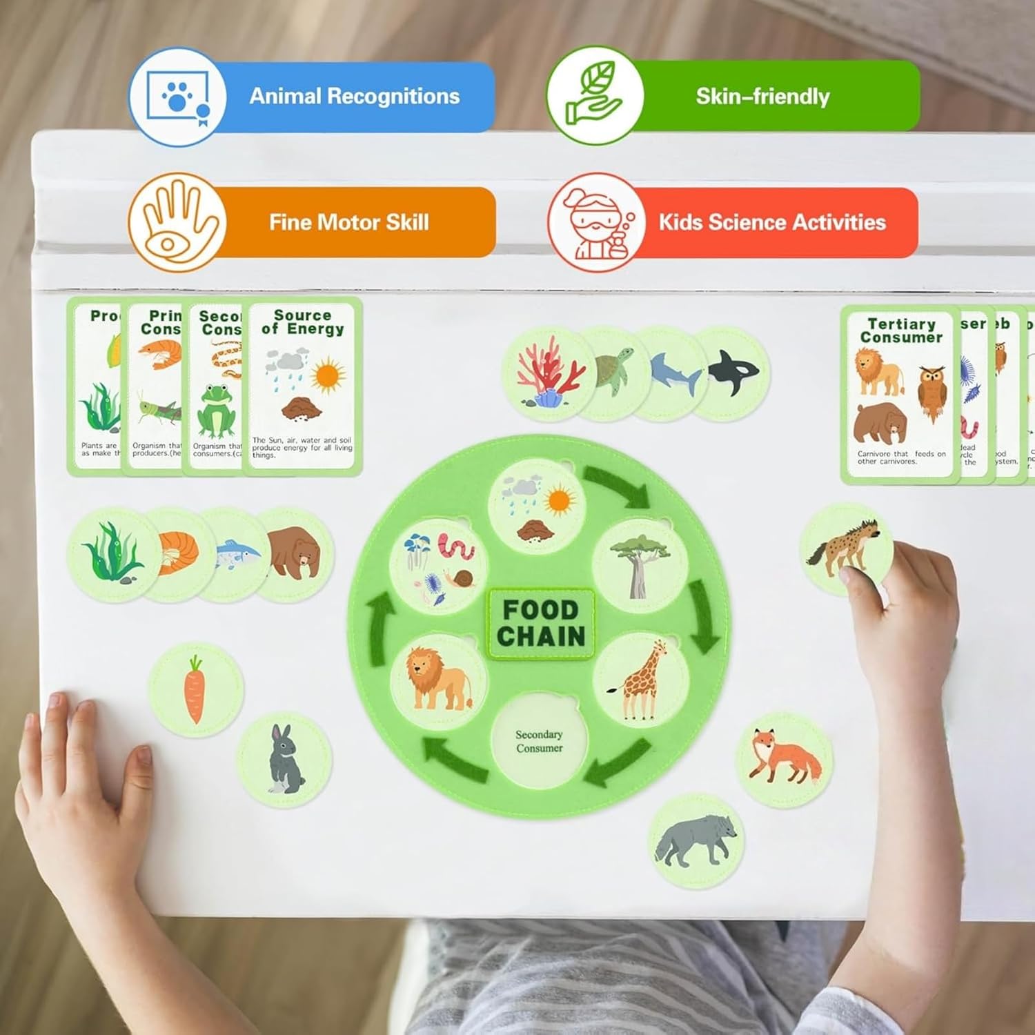 Human Body Model for Kids-Human Body Parts Learning Felt Board Set for Toddlers-Life Cycle Toys for Kids-Food Chain & Food Web Science Education Toys