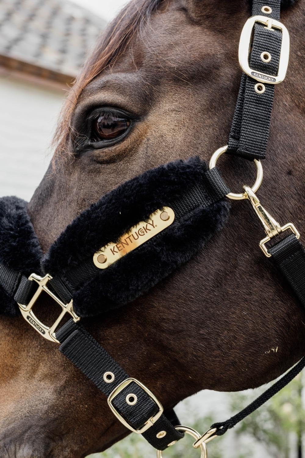 Kentucky - Halfter COB - Schwarz - Vegane Wolle