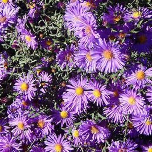 Miniatura 3 de New England Aster Seeds - Alrededor de 100 semillas