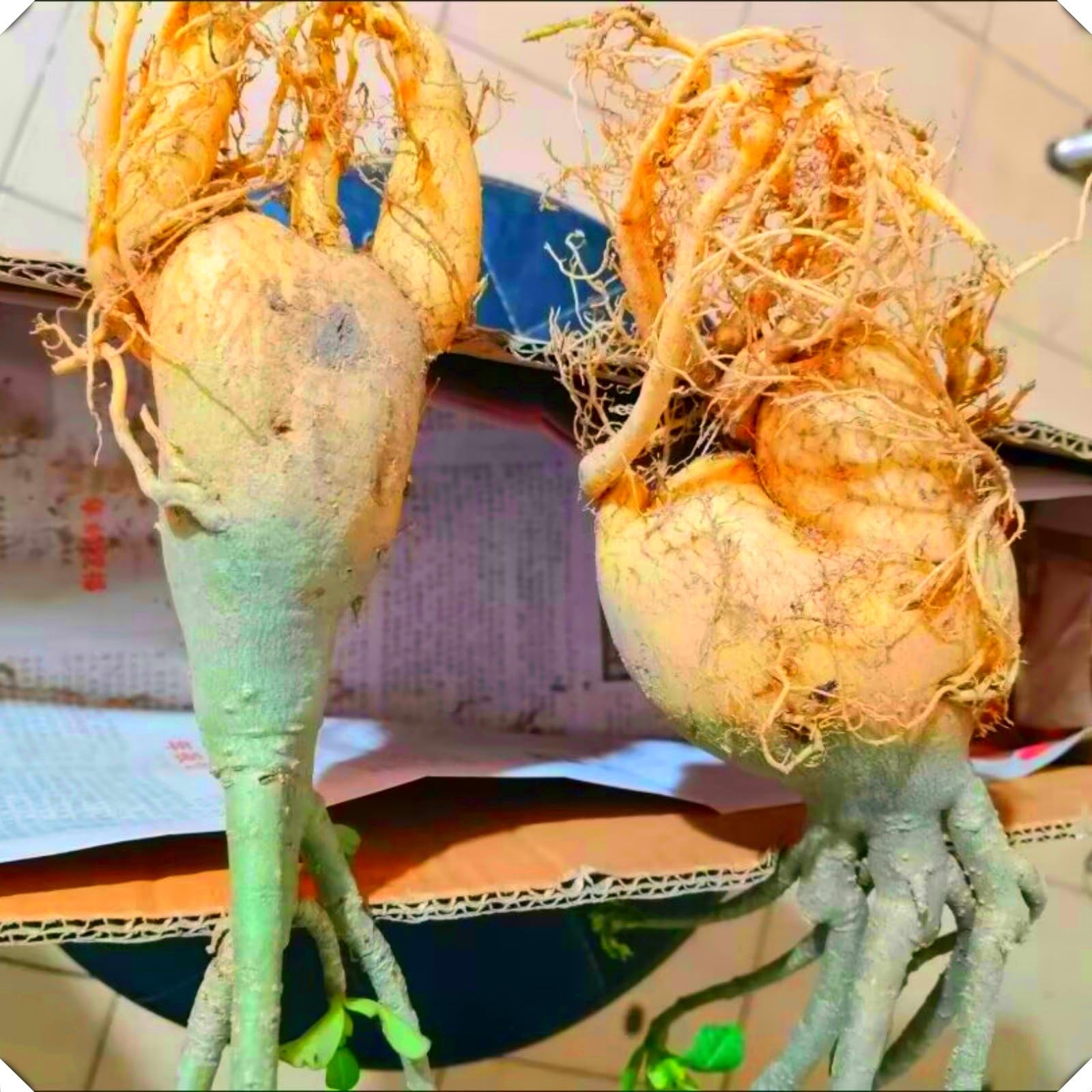 Atemberaubend Wüstenrose, Wüstenrosenzwiebeln, WüstenroseSamen, AdeniumObesum, WüstenrosePflanze, Wüstenrosenknolle-4 Rhizom-G