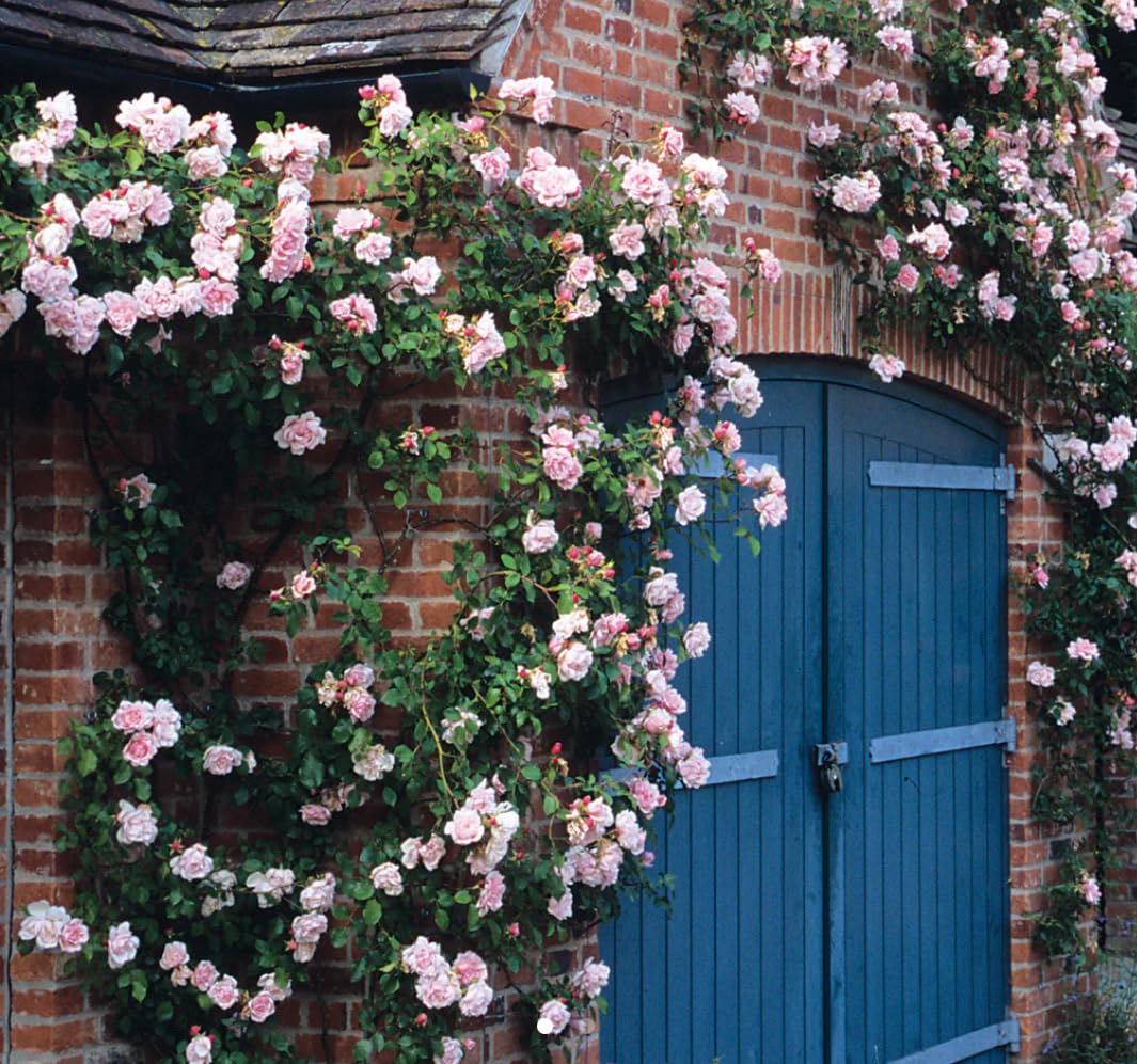 Albertine Climbing Rose Plant, Light Pink, Fragrant, 3/4 Litre Pot