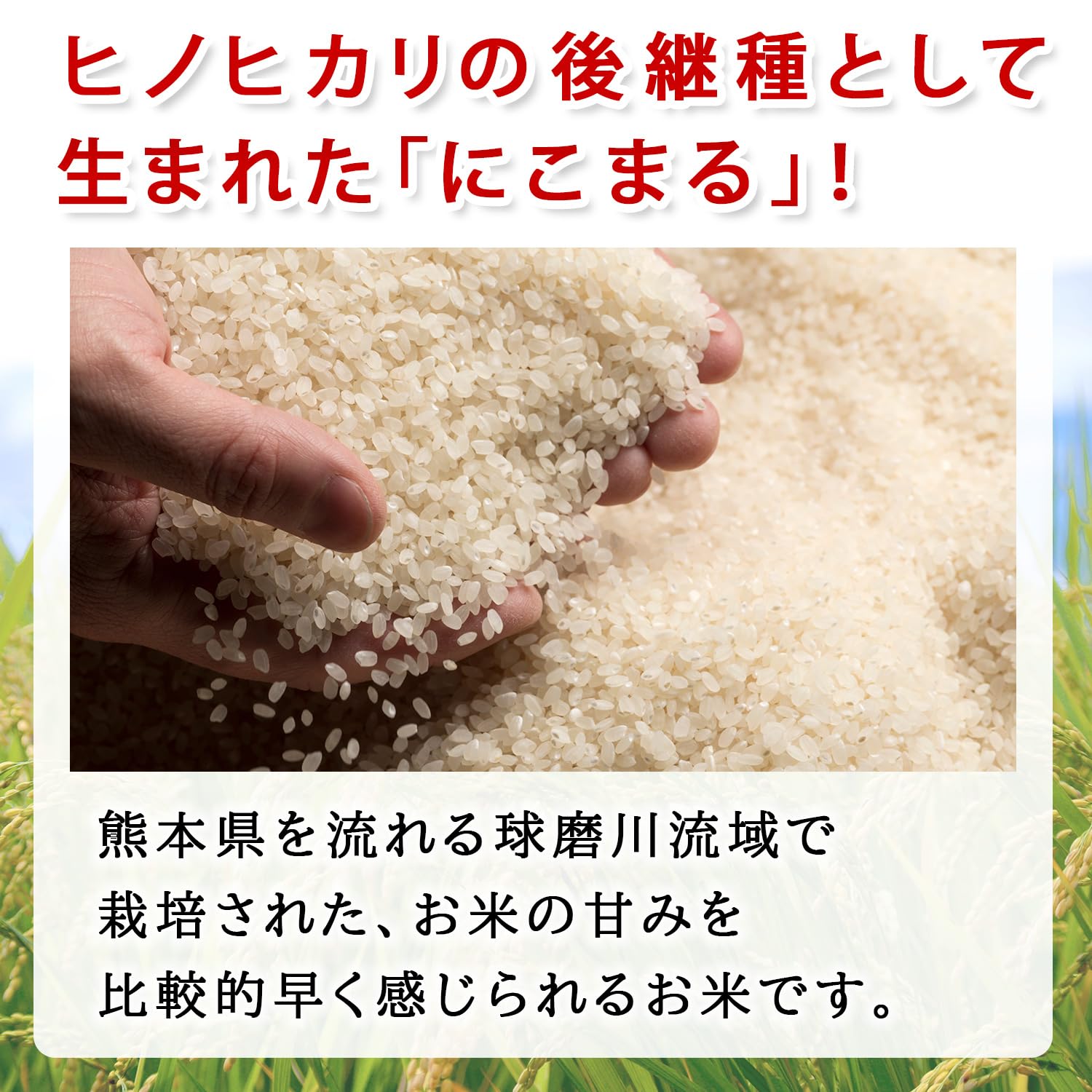 Amazon.co.jp: 新米 にこまる 熊本県産 令和8年産 五ツ星お米マイ