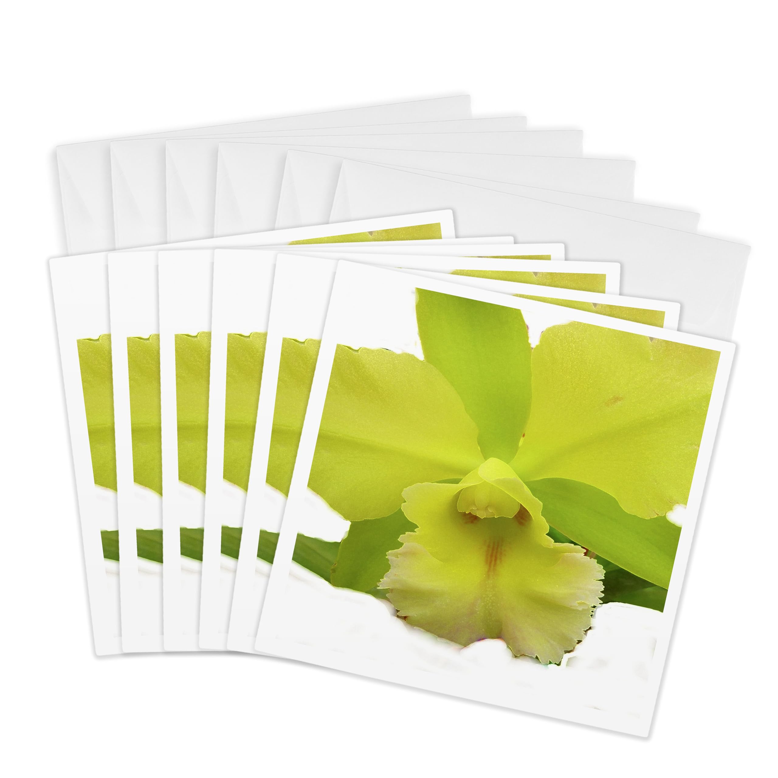 3Drose Lemony Orchid - Greeting Cards, 6 by 6-inches, Set of 6 (gc_10965_1)
