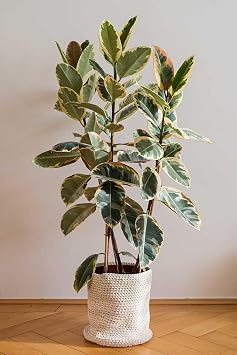 Gardenbox Kau uk  i e i Alaca Renkli 75-80cm, Ev Ofis Salon Bitkisi