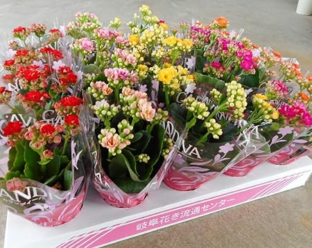 カランコエ 八重 ミックス ポットセット 2 5 3号苗 花苗 セット販売 まとめ売り 花鉢 贈答 イベント 景品 観葉植物 オンライン通販 カランコエ 八重 ミックス ポットセット 2 5 3号苗 花苗 セット販売 まとめ売り 花鉢 贈答 イベント 景品 観葉植物 オンライン通販