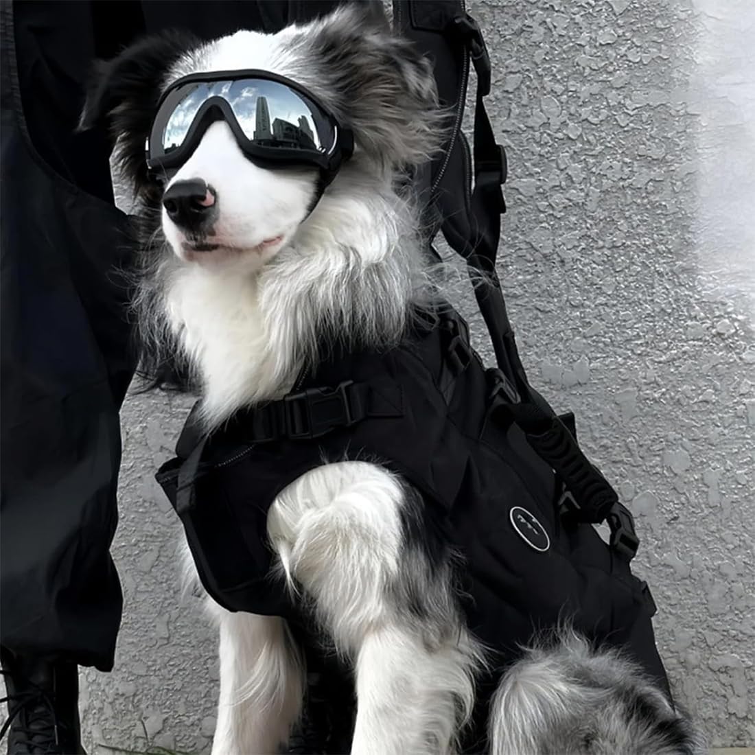Occhiali da Sole per Cani, Protezione UV, Occhiali Cane, Occhiali Moto cane, Adatti per Cani di Piccola Taglia
