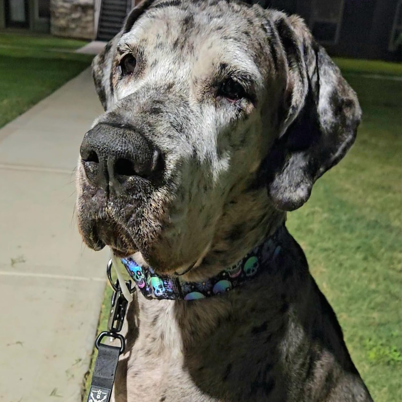 Martingale Dog Collar 1.5 Inch Wide - Heavy Duty Skull Design for Large Dogs, Adjustable Training Collar for Walking, Hunting, and Outdoor Activities - Perfect for Boys and Girls (M)