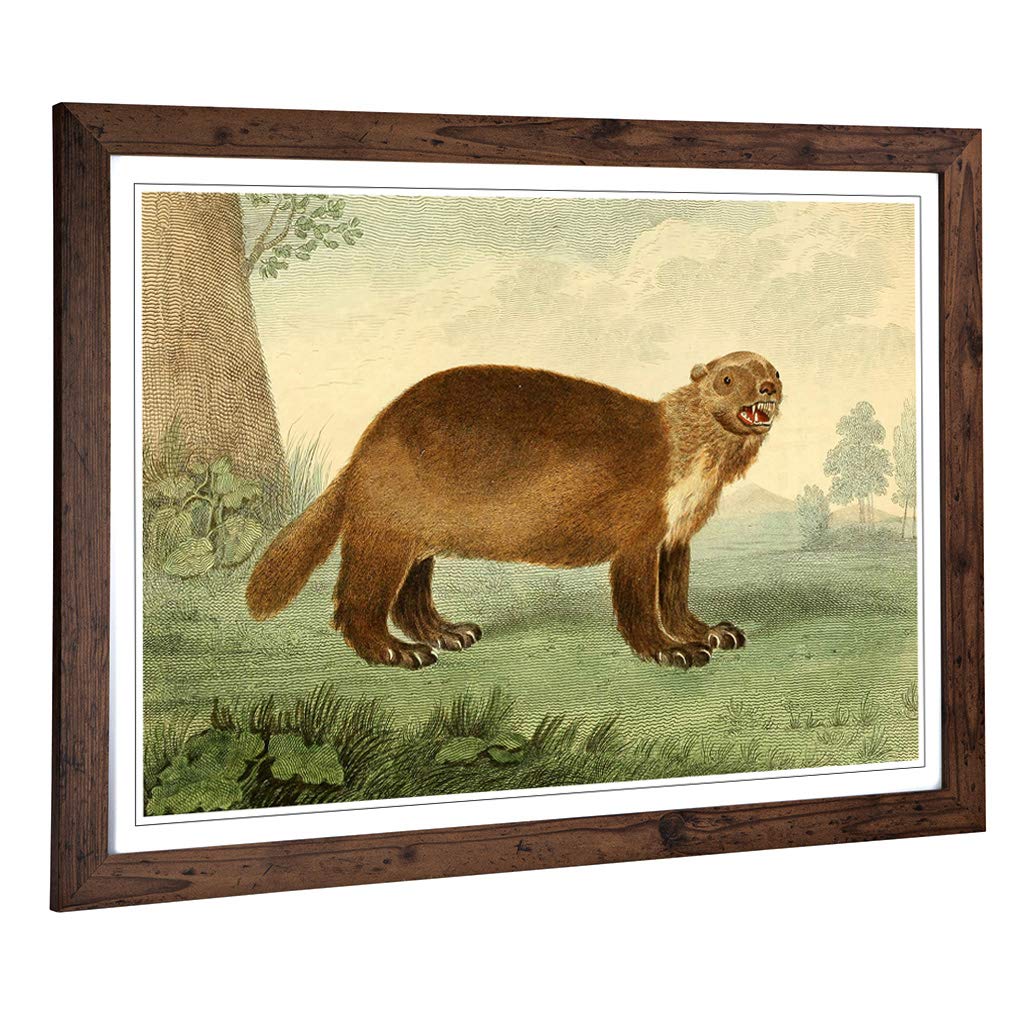Big Box Art Framed Print of Vintage Charles R Ryley Wolverine Design | Wall Art Picture | Home Decor for Kitchen, Living Room, Bedroom, Hallway, Walnut, A2 / 24.5x18 Inch / 62x45cm