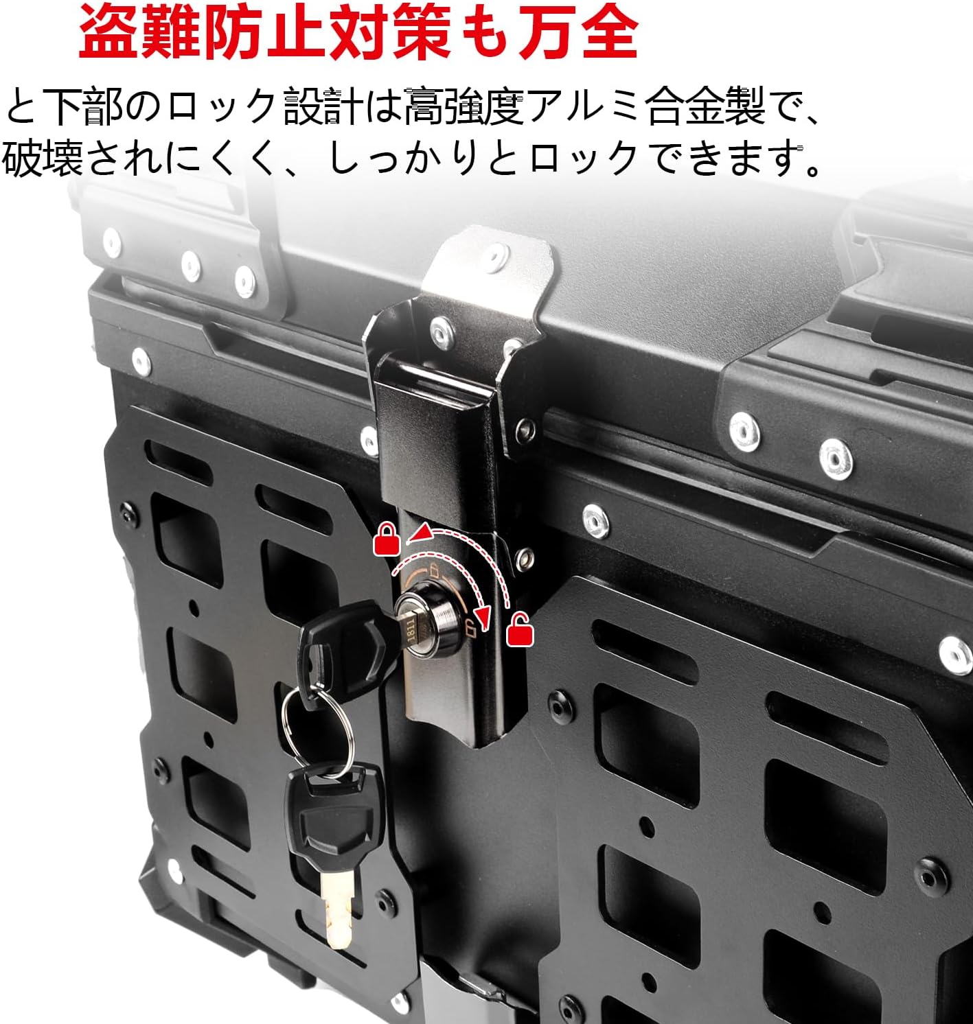 P.willinckii vp#15B OC Species Spotlight: Platycerium Willinckii