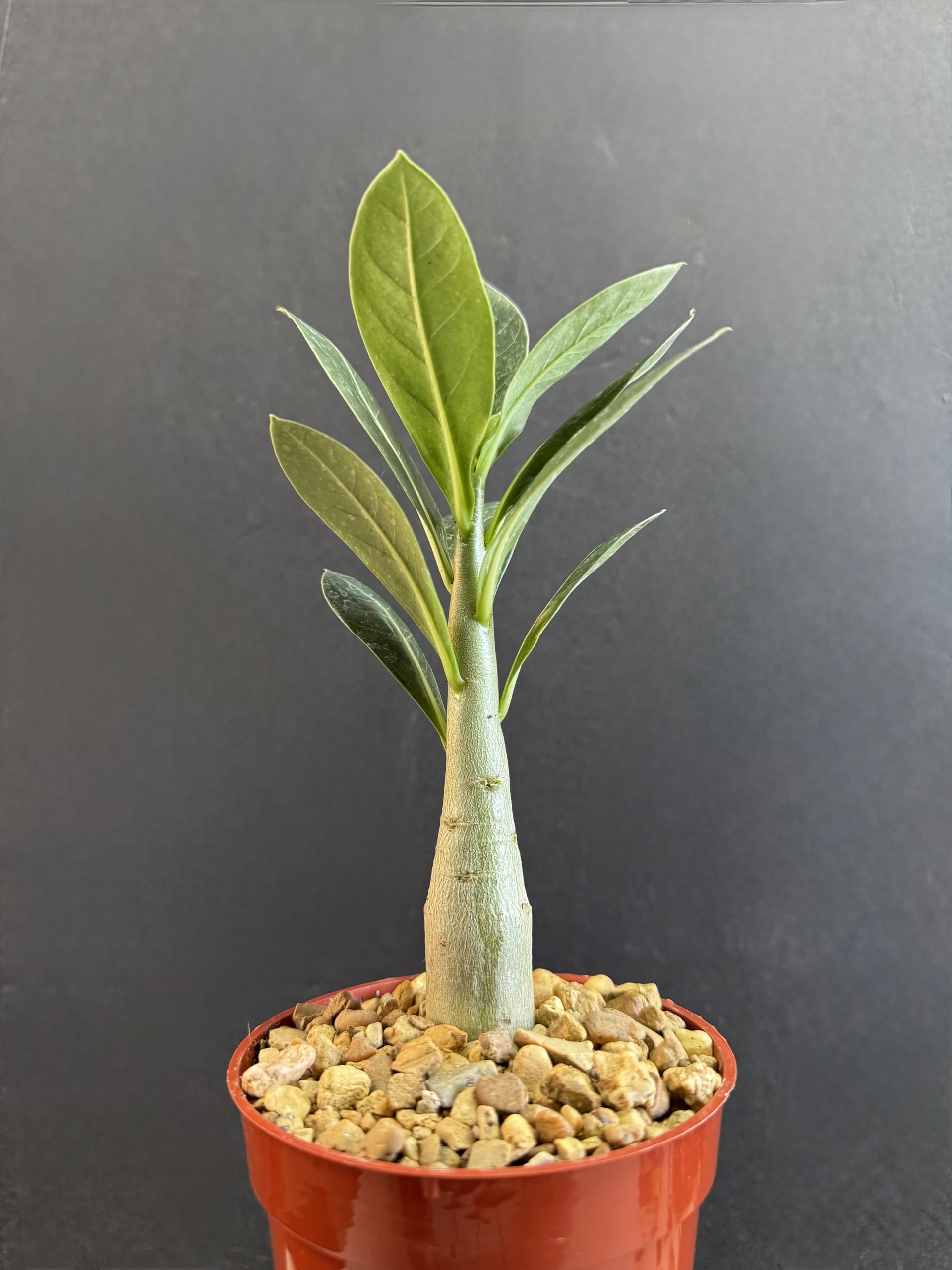 ADENIUM ARABICUM MIXED / ASSORTED 100 SEEDS #6 FRESH RARE NEW FREE - Foto 12