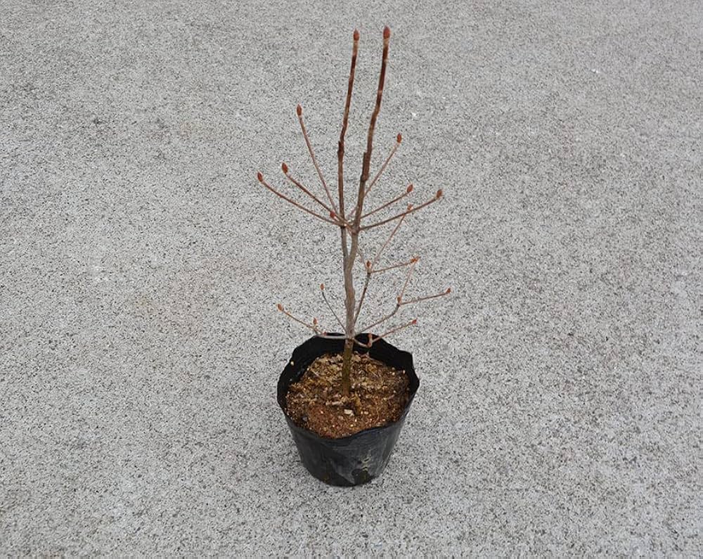 茨城県内限定！ドウダンツツジ 10本セット 高さ1.2m 生垣用 1