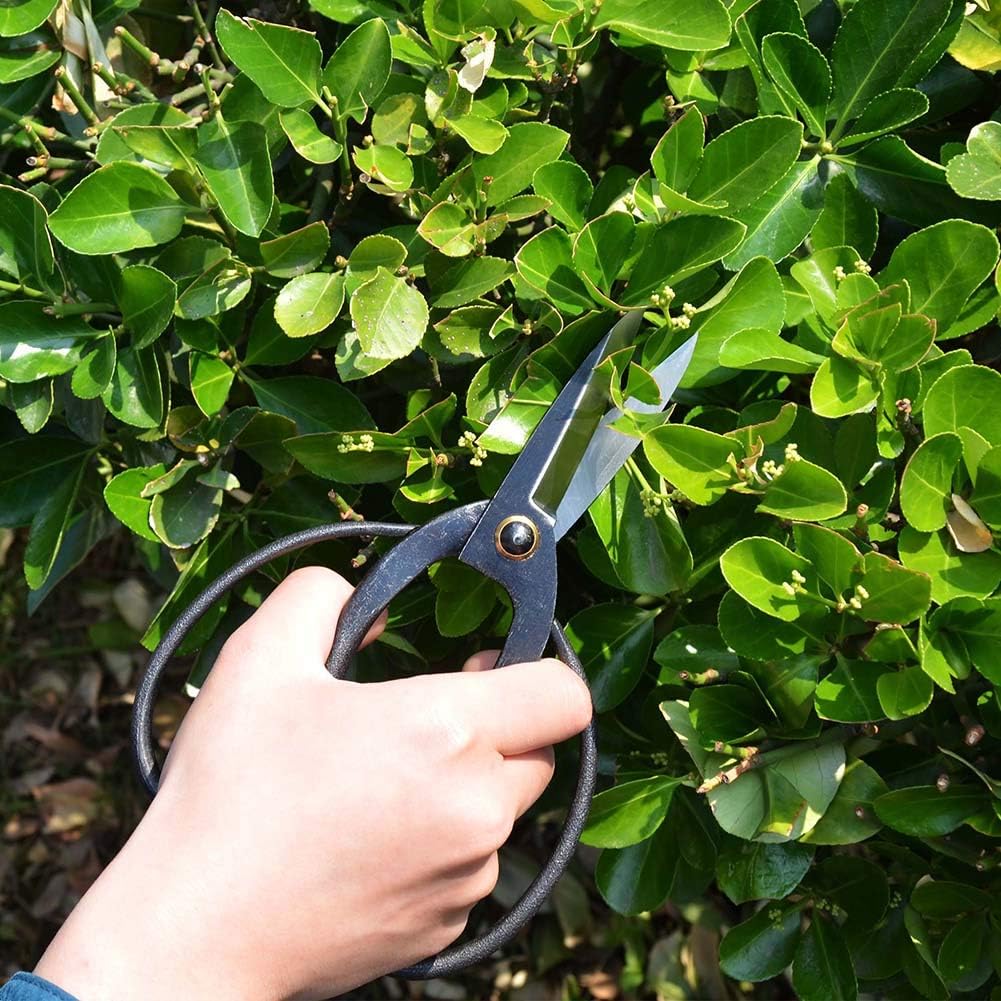 AssemHome Sharp Bonsai Scissors Indoor Gardening Tools Pruning Shears Springsteels Black 8 Inch for Hand Trimming of Flowers Plants