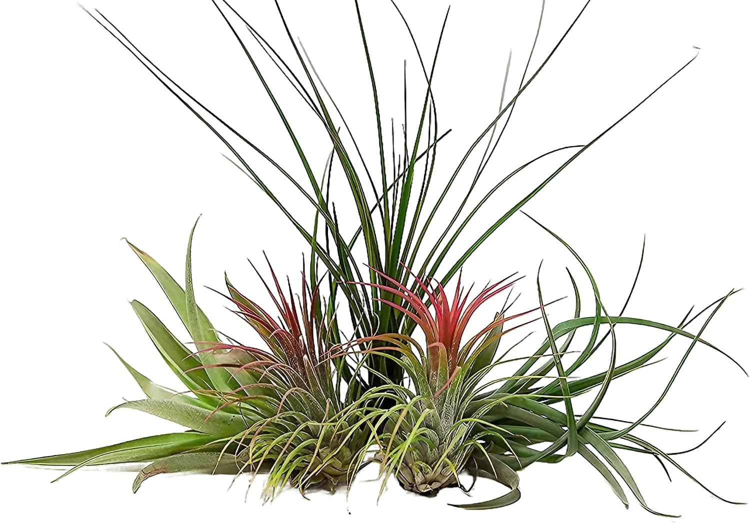 Carbeth Plants 5 Air Plants Mixed Tillandsia - Easy Trinidad and Tobago |  Ubuy
