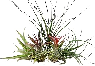 5 Air Plants Mixed Tillandsia - Large Plants - Indoor House Plants