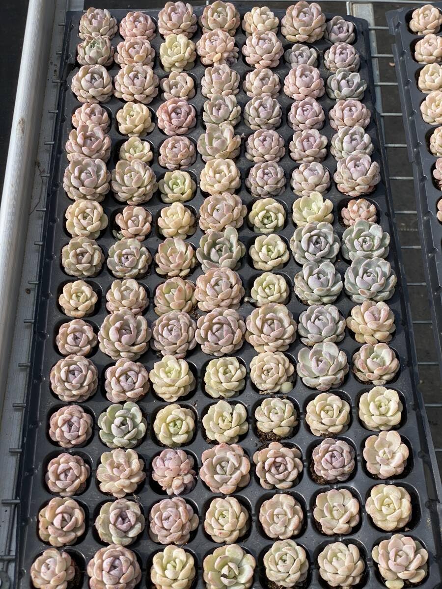 激安大特価，豊富な】 20株A1620多肉植物 エケベリア雪精霊サボテン