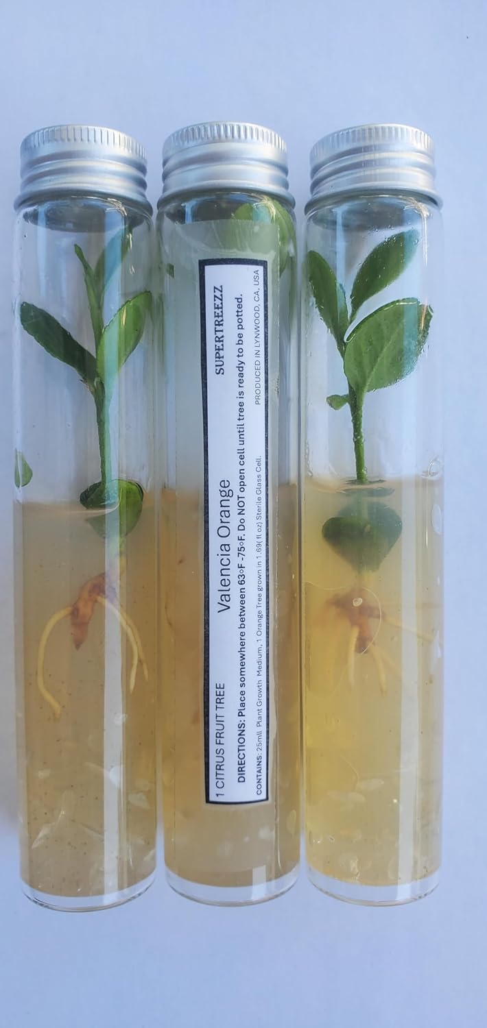 Valencia Orange - Citrus Live Tree Seedling