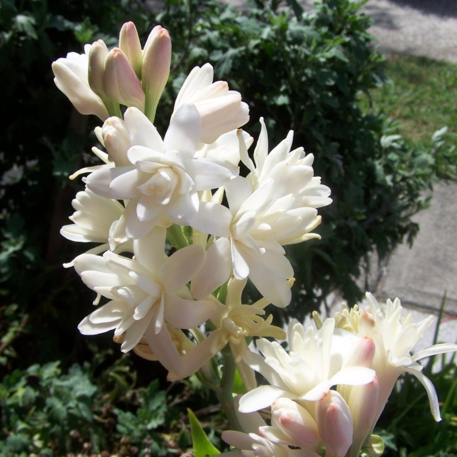 Tuberose Polianthes tuberosa, Für Balkon, Terrasse und Blumenbeete pflegeleichte Zierpflanze-15zwiebeln-a