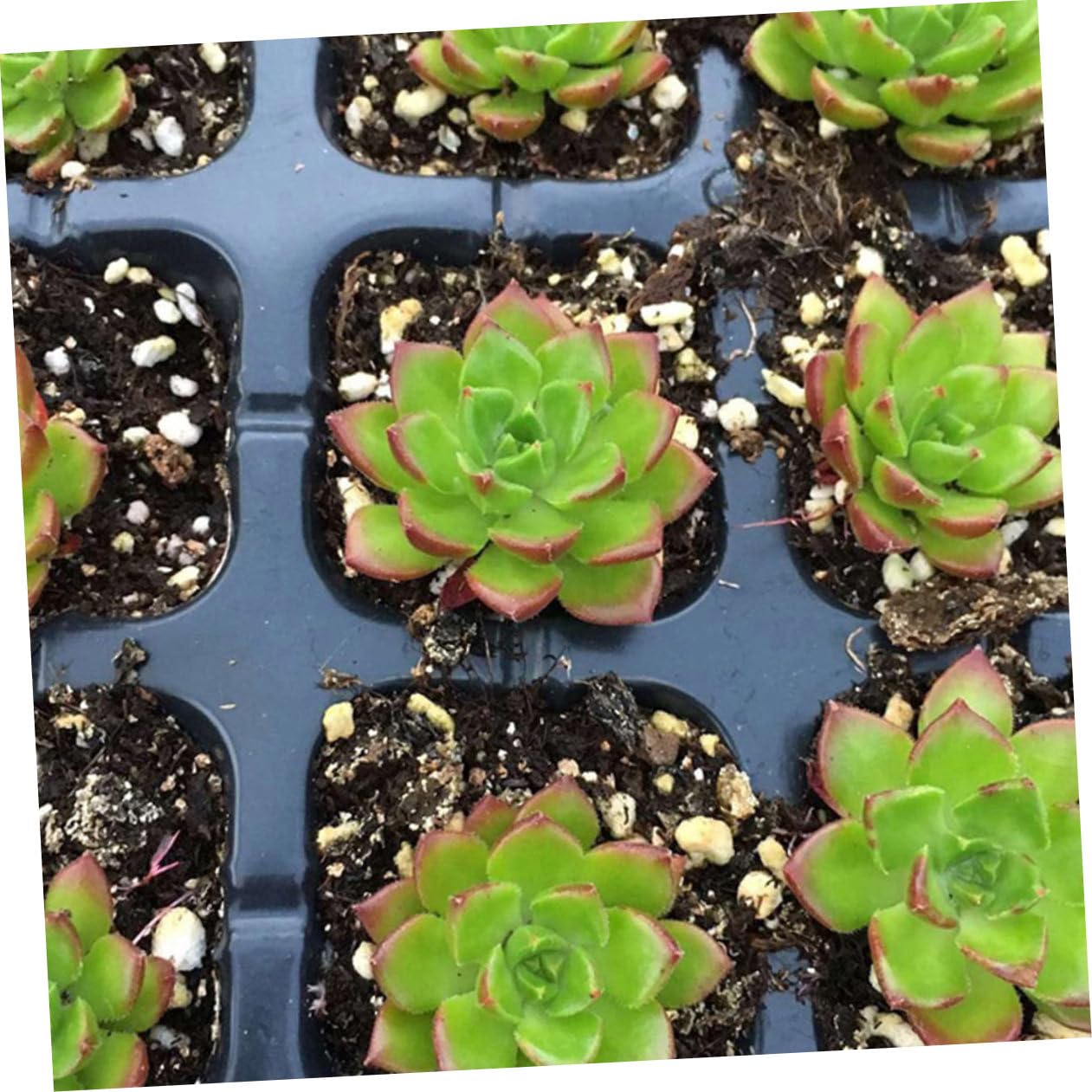 HEMOTON Vassoio Germinazione 200 Celle Nero in Plastica Riciclata 5 Pezzi | Design a Fori Aperti, Bordi Lisci, per Semina Domestica, Adatto a Principianti