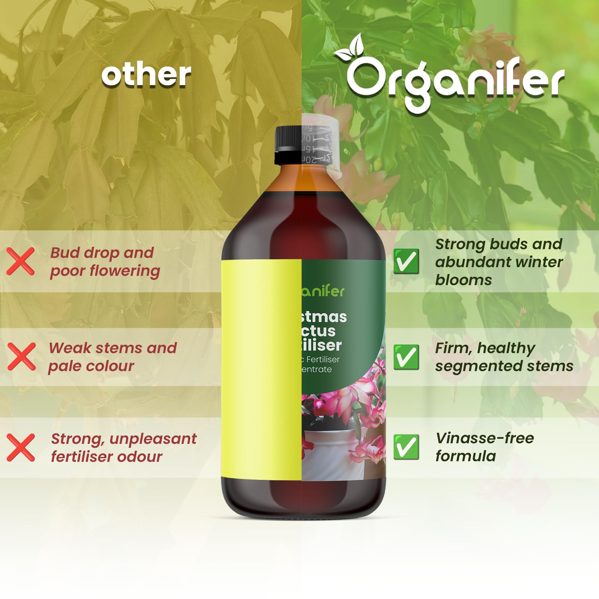 Weihnachtskaktus Flüssigdünger, 3L, Organisch, für Schlumbergera, Winterblüte, Vinassefrei