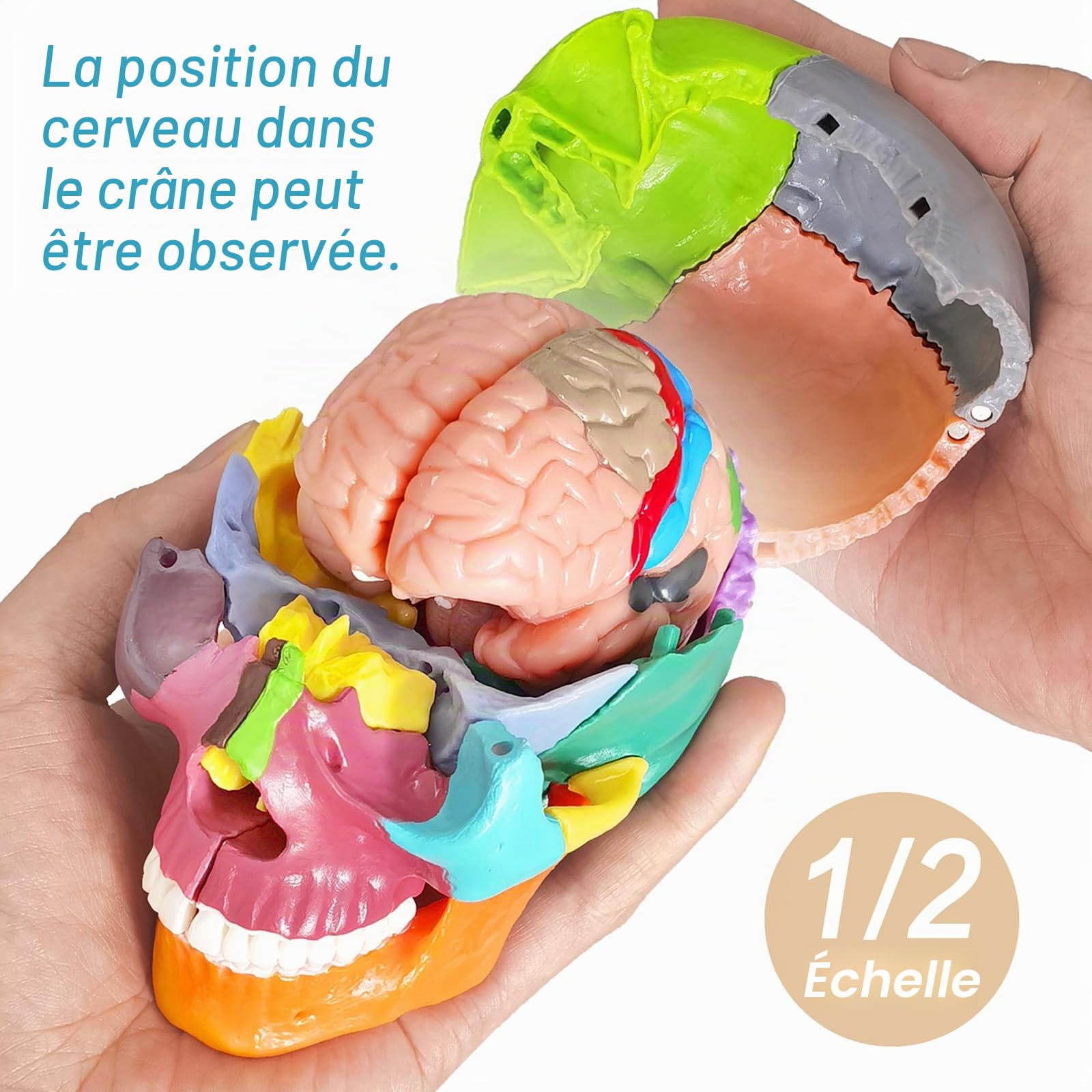 EVOTECH SCIENTIFIC Modèle de crâne miniature humain, petit crâne avec cerveau, tête humaine avec cerveau pour apprendre, affichage éducatif