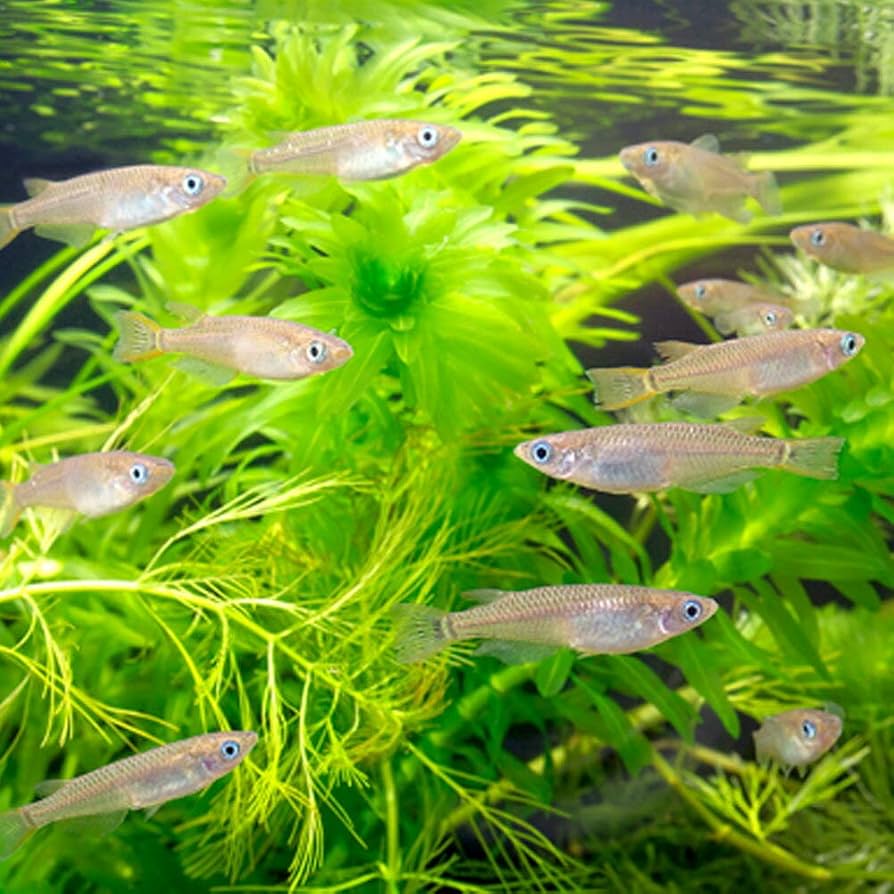 メダカ Amazon | ［生体］黒メダカ クロメダカ 川メダカ 5匹 メダカ