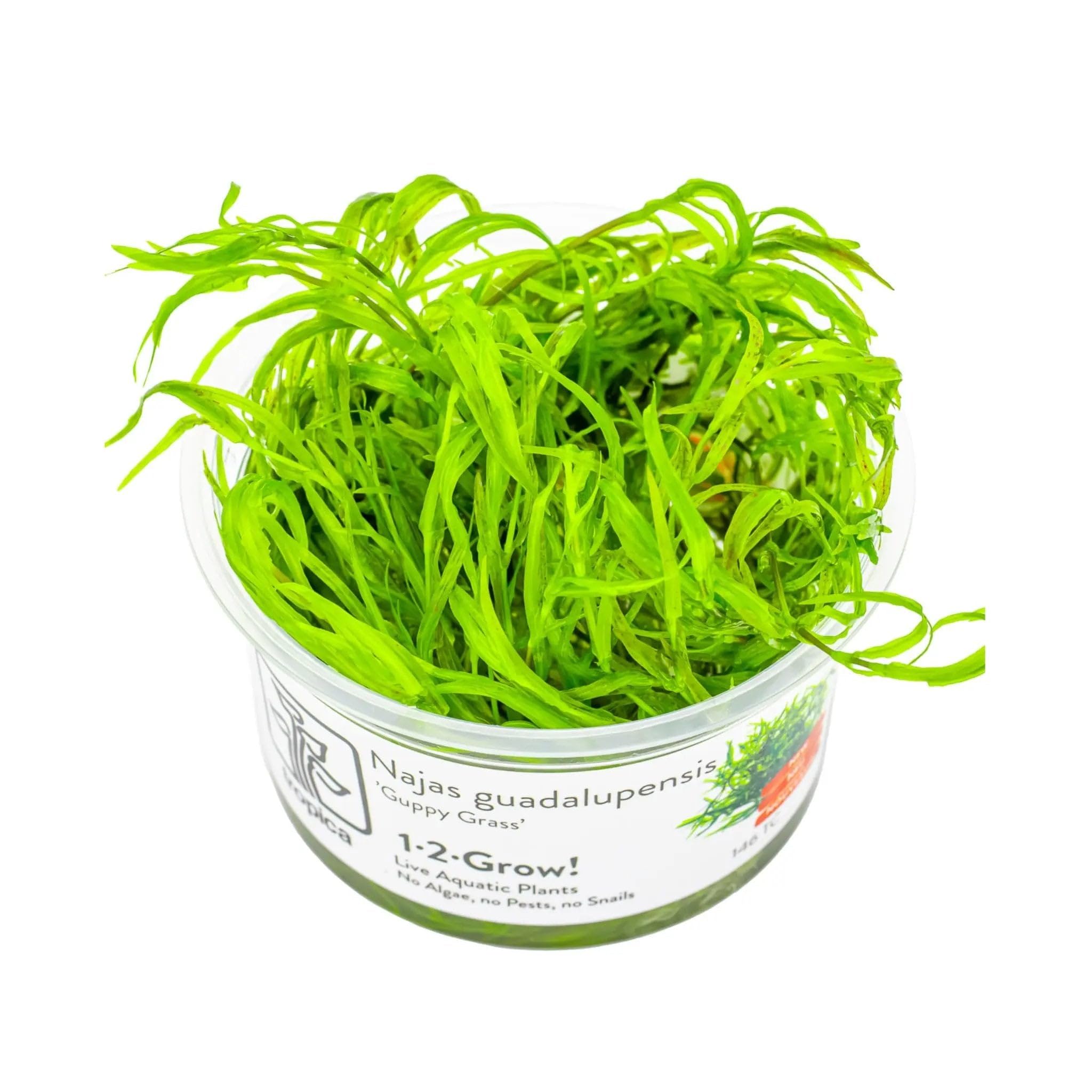 Tropica Najas guadalupensis Guppy Grass 1-2-Grow