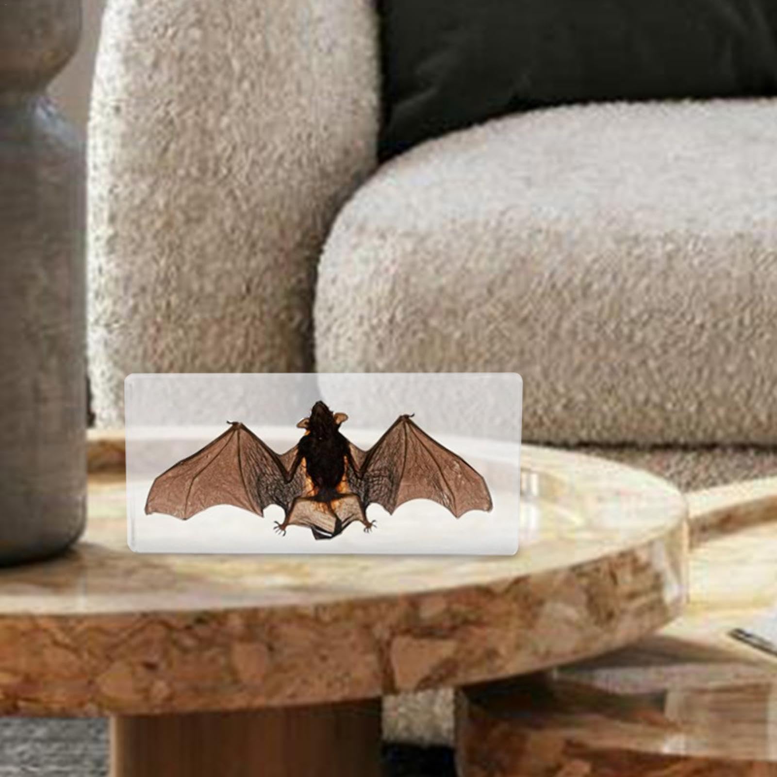 Amazon | コウモリの標本、コウモリの剥製 - 樹脂剥製動物標本
