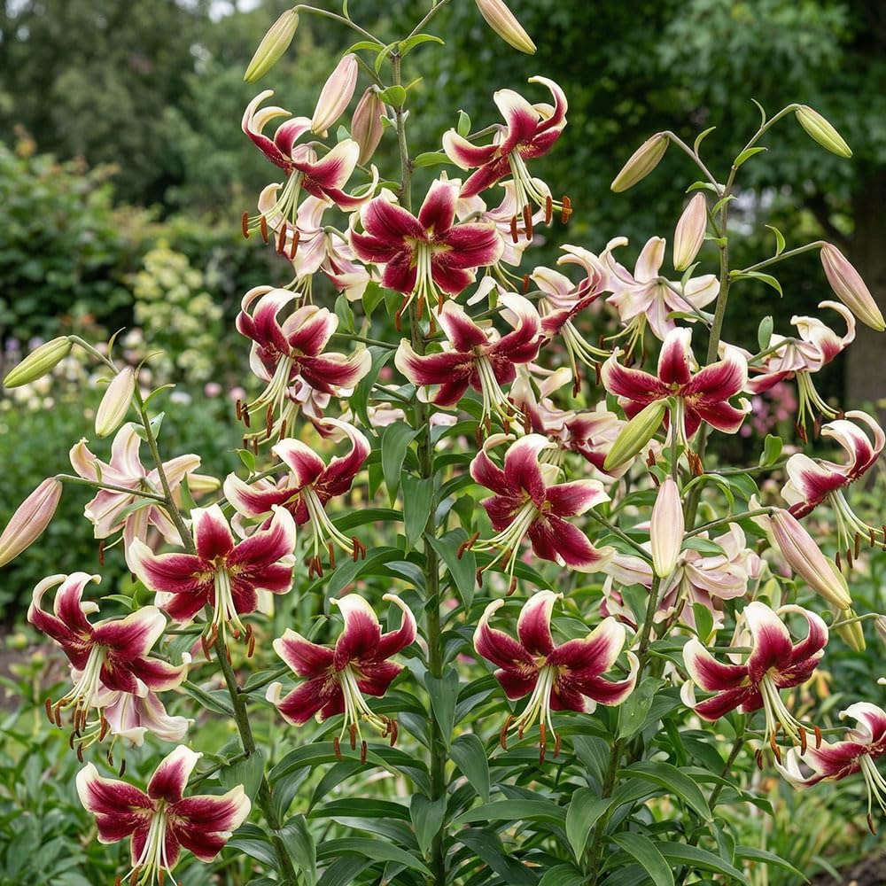 3 x Lilium Scheherazade – Fragrant Brick-Red Blooms – Summer Flowering Bulbs – Great for Border & Cut Flower Use – for Your Beautiful Garden