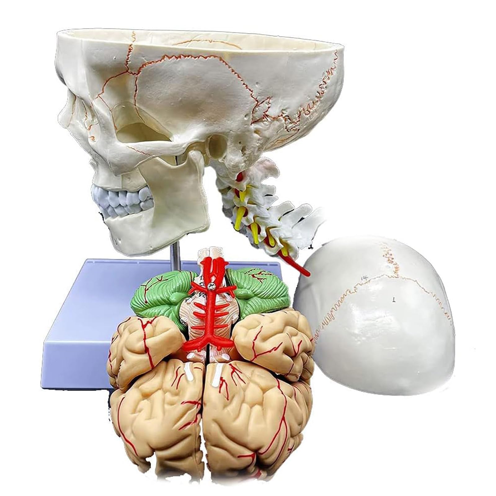 Modèle D'organe Crânien Et Modèle Anatomique De Tête De Cerveau Humain avec Sutures Numérotées