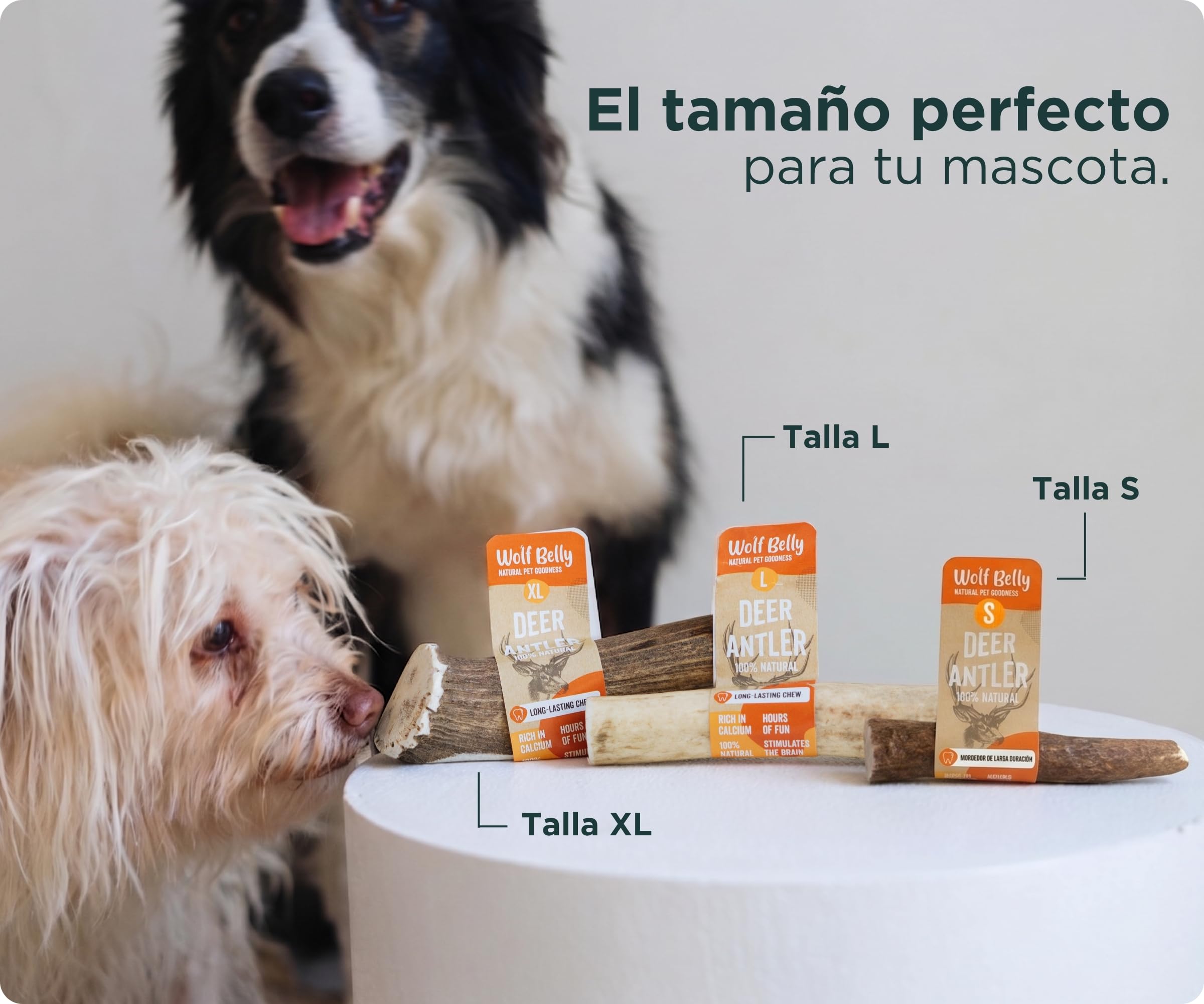 Wolf Belly - Asta de Ciervo para Perros 100% Natural (Talla XL) Mordedor Seguro y Duradero | Reduce Sarro y Placa | Rico en Calcio y Proteínas | Calma Estrés y Ansiedad | Sin Olor - Hecho en España