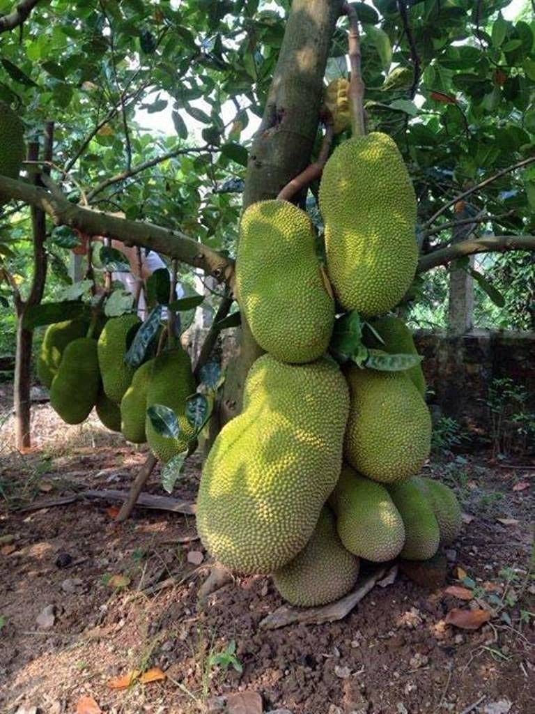 See full amazon price history chart for Aiden Gardens Rare Jack Fruit Then Varikka Super Tasty Kerala Grafted Jackfruit 1 Live Plant Aiden Gardens Rare Jack Fruit Then Varikka Super Tasty Kerala Grafted Jackfruit 1 Live Plant (B093HGC31H) Amazon Price History, Amazon Price Tracker