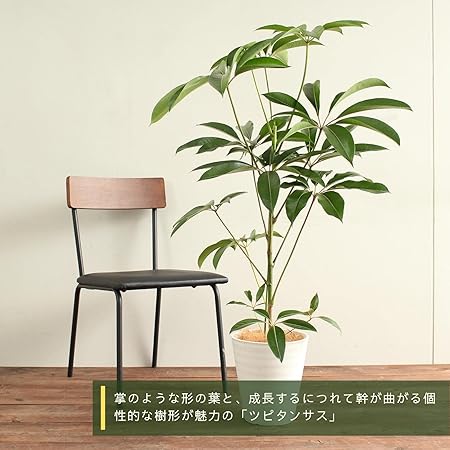 Amazon ツピタンサス 8号 受け皿付 観葉植物 本物 シェフレラ ピュックレリ チュピタンサス インテリアグリーン シンボルツリー ギフト プレゼント Hanapochi ハナポチ 観葉植物 オンライン通販