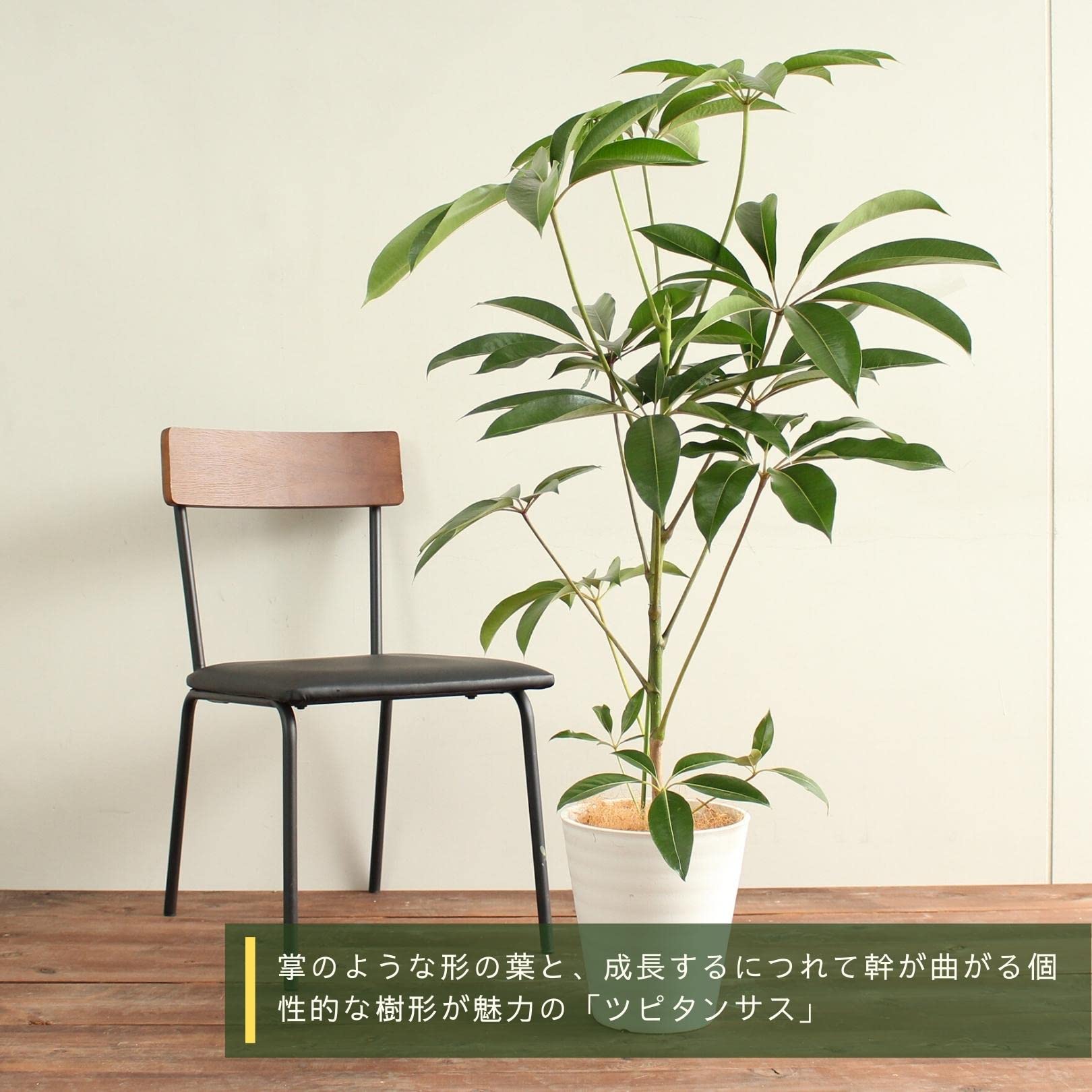 Amazon｜ツピタンサス 8号 受け皿付 【観葉植物 本物 シェフレラ 