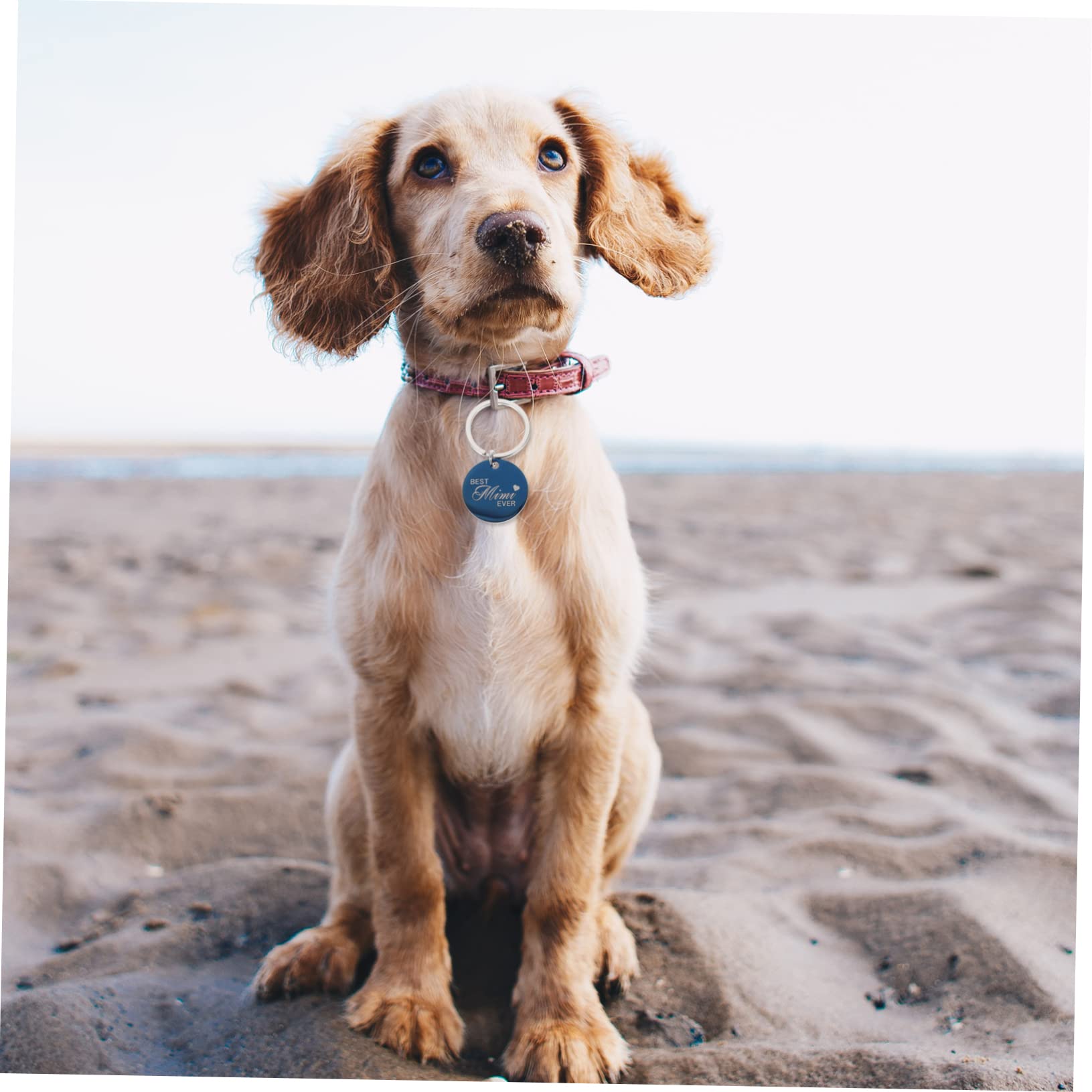 BESPORTBLE 20pièces Médaillons Ronds Acier Inoxydable pour Animaux Étiquettes Identification Personnalisées pour Chats Et Chiens Pendentifs Légers Et Élégants