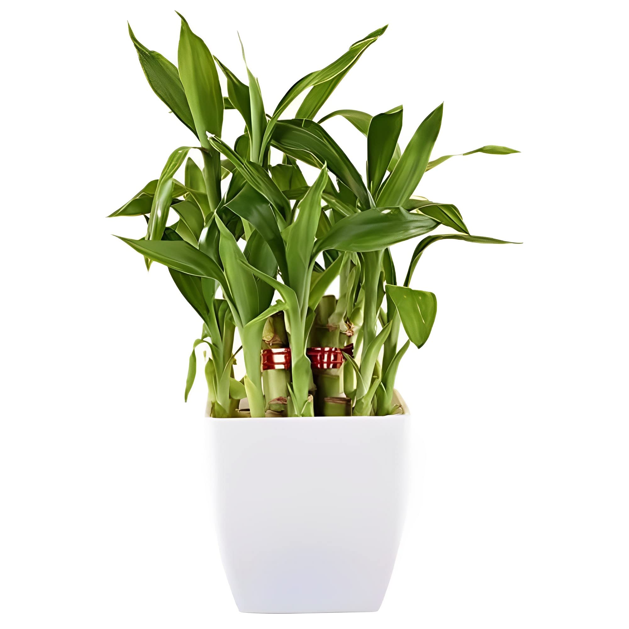 See full amazon price history chart for Unmukth Natural Live Indoor Air Purifying Lucky Bamboo Plants with Decorative Pot for Living Room, Balcony, Office And Garden (3Inch Pot, Assorted Colour) Unmukth Natural Live Indoor Air Purifying Lucky Bamboo Plants with Decorative Pot for Living Room, Balcony, Office And Garden (3Inch Pot, Assorted Colour) (B0BTDLKF2S) Amazon Price History, Amazon Price Tracker