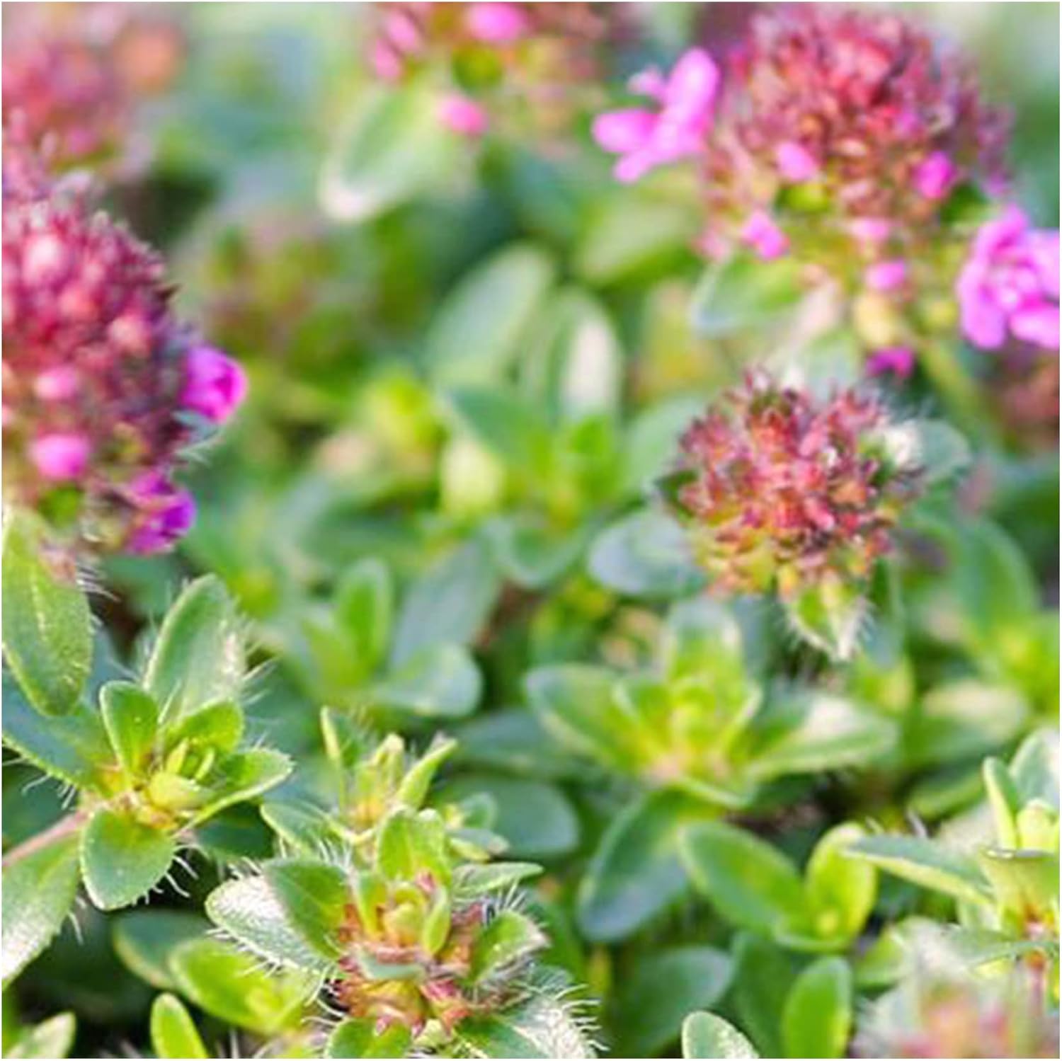Creeping Red Thyme Plug Plants, 6 Plants per Pack Start Your own herb
