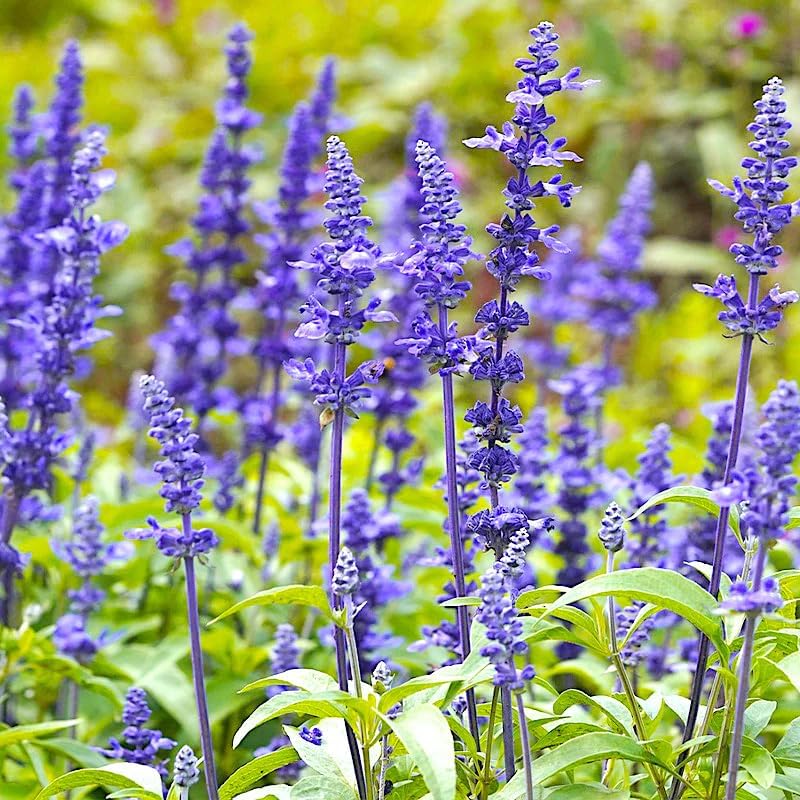 Miniatura 2 de Más de 1200 semillas de salvia perenne para plantar al aire libre plantas anuales de Salvia Farinacea para el jardín de flores silvestres para el
