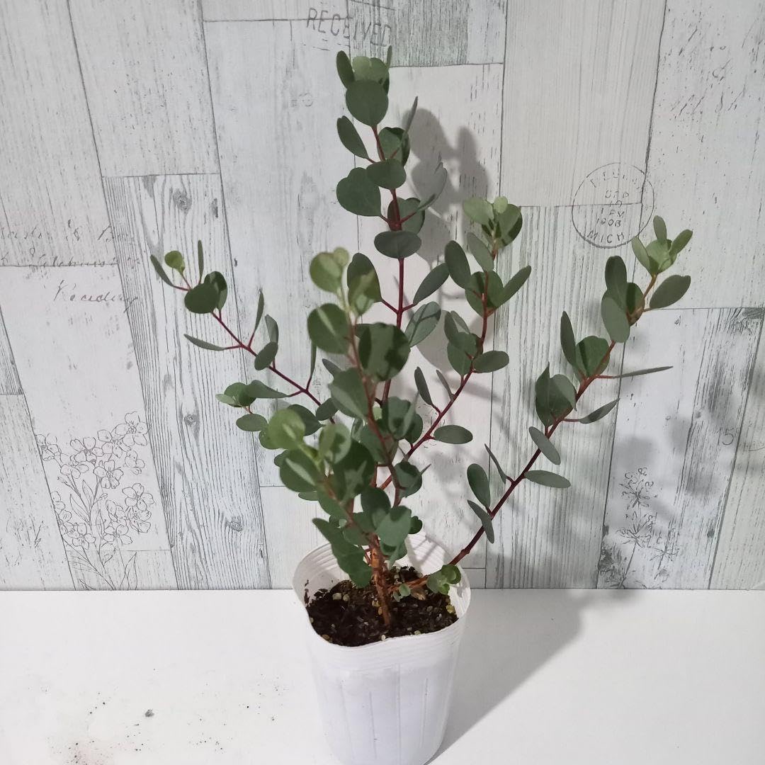 ポトス☆ライムコンパクト☆鉢苗☆9271 ポトス ライム 陶器鉢カバー付