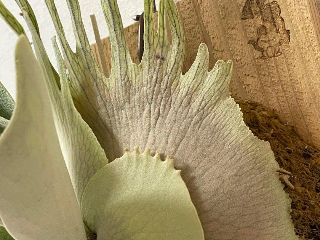 尖る トキントキン veitchii wild Gede sporeビカクシダ