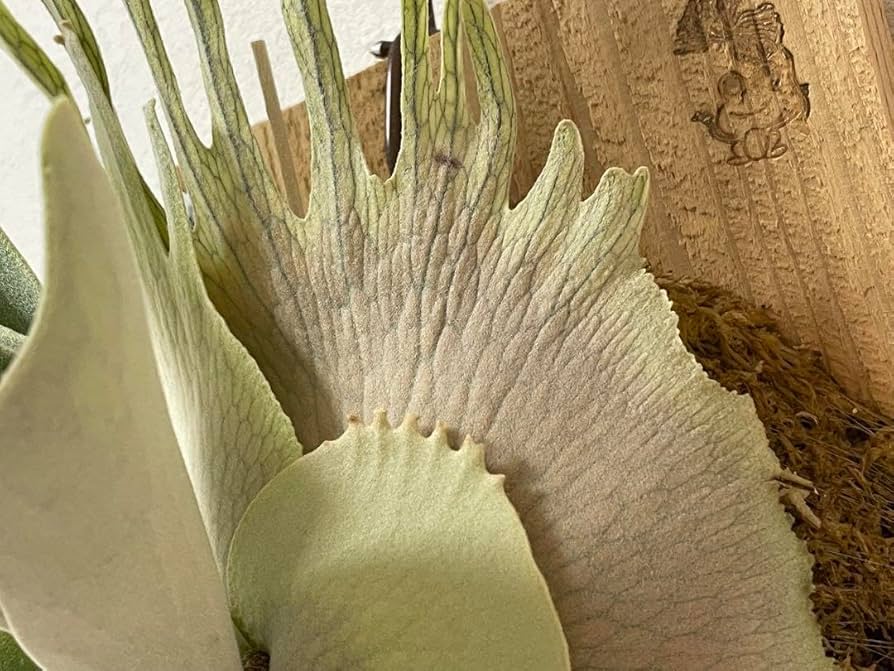 ねこたん 親株 トキントキン veitchii か spore ベイチー ねこたん様専用 親株 トキントキン veitchii か spore ベイチー