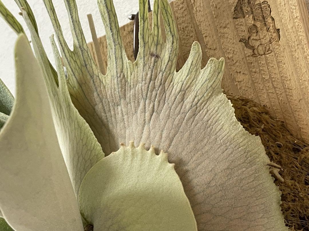 ねこたん 親株 トキントキン veitchii か spore ベイチー ねこたん様専用 親株 トキントキン veitchii か spore ベイチー