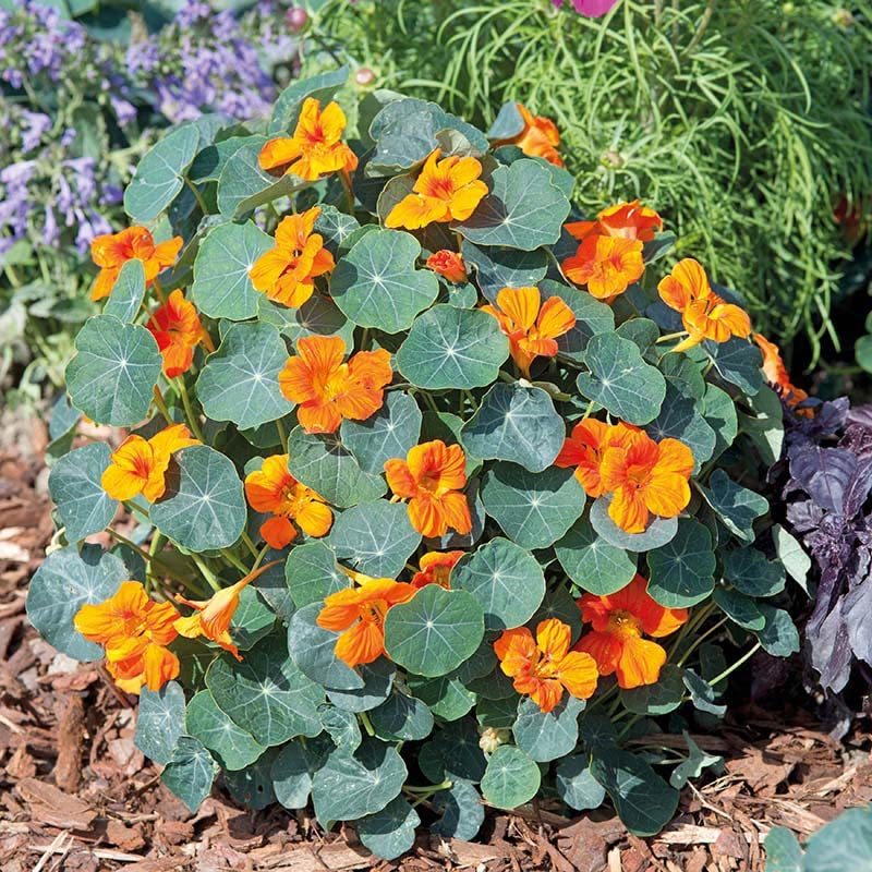 Rare Exotic " Baby Orange " Nasturtium 5 Seeds Pack for growing-image-23