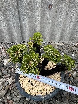 Amazon.co.jp: 玉獅子 岩松 イワヒバ 岩ヒバ 盆栽 山野草 高山植物 310