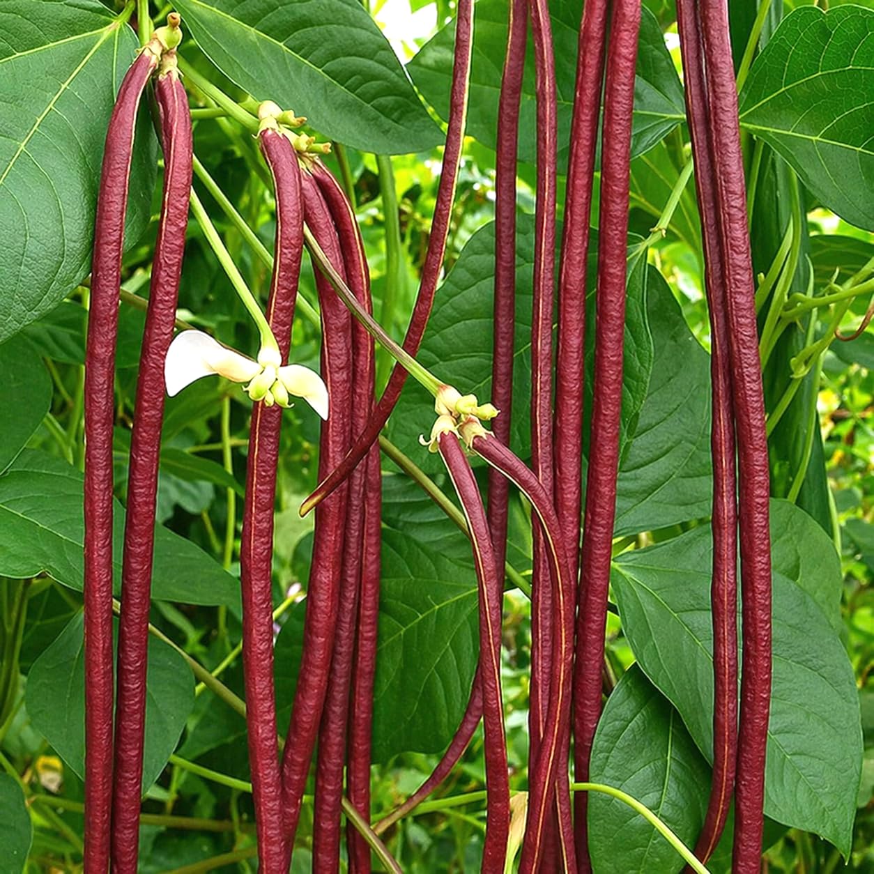 Red Yard Long Bean Seeds | Lal Barbati/Lal Lobia Seeds-image-46