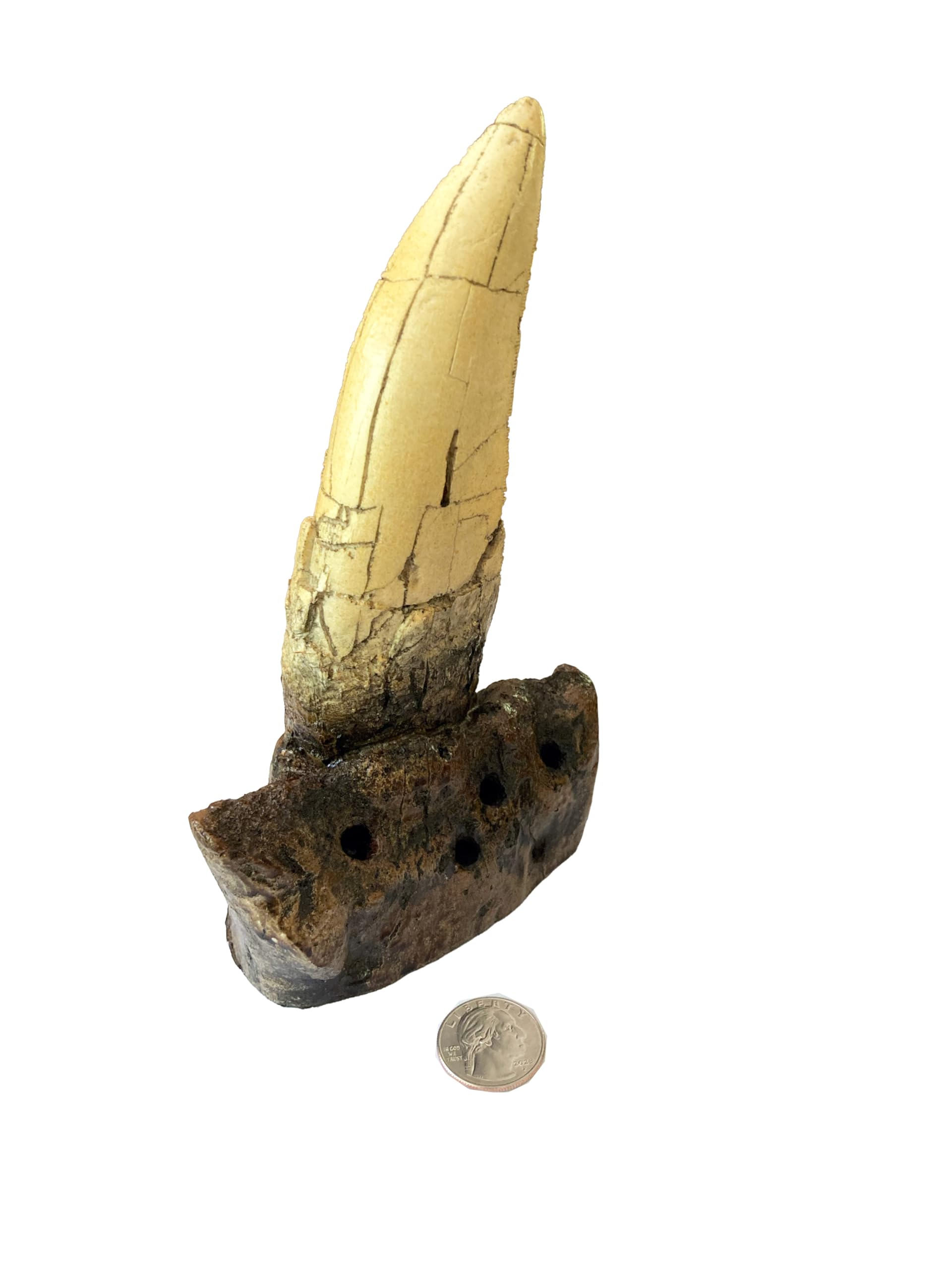 Tyrannosaurus Rex Large Tooth Replica – 6.5