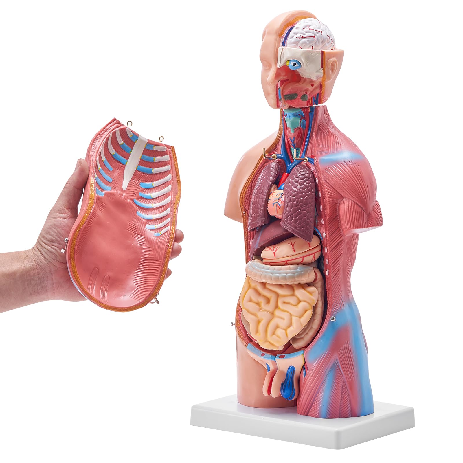 VEVOR Torse Humain Modèle 45 cm Organes Internes Médicaux Modèle Humain de Corps D'Anatomie en PVC pour Comprendre la Structure Physiologique du Corps