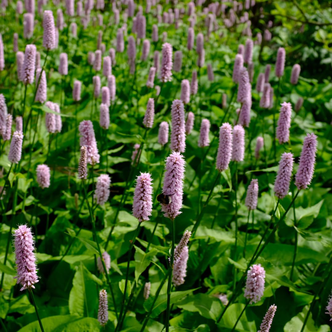 Piante Perenni Persicaria Affinis 'Superba' per Giardino, Rosso, Set da 6