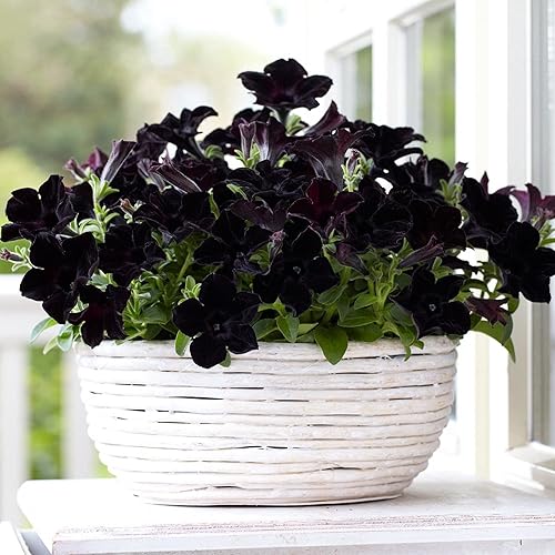 Miniatura 6 de CHUXAY GARDEN Petunia Petunia de terciopelo negro negro Petunia 'Black Velvet'100 Semillas Planta de acento llamativo Flor silvestre nativa de bajo