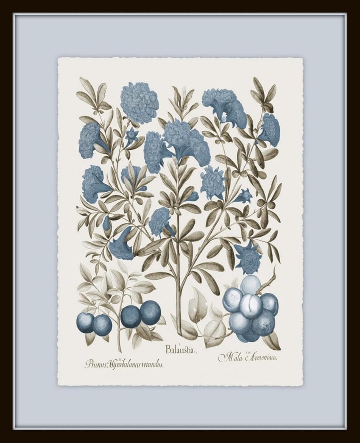 Belle Maison Art Sepia & Blue Botanical Prints No 3, Vintage Botanical Wall Art, Bedroom Kitchen Living Room Office, 8X10 SET OF 4, Smooth Matte Paper Prints, Unframed