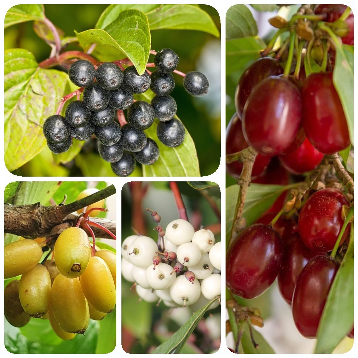 50 Semi Di Albero Da Frutta Tropicale - Semi Rari Per Giardino Domestico - Foto 12